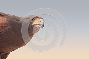 A falcon in a bedouin settlement in the Dubai desert.