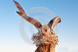 Falcon bird or bird of prey with wing beat and spreaded wings in Abu Dhabi, Arab Emirates