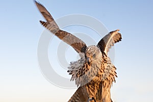 Falcon bird or bird of prey with wing beat and spreaded wings in Abu Dhabi, Arab Emirates