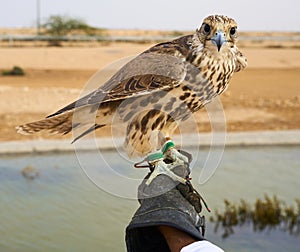 Falcon bird Falconry hunt Qatar