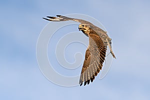 Falcon bird in flight