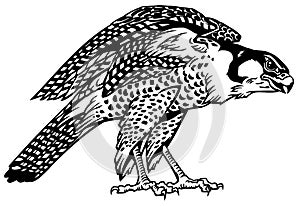 Falcon bird of prey. Black and white