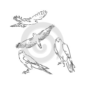 Falcon bird, vector sketch illustration. Sketch of eagle. Hand drawn illustration converted to vector