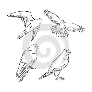 Falcon bird, vector sketch illustration. Sketch of eagle. Hand drawn illustration converted to vector