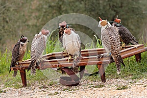 Falcon breeding falcons