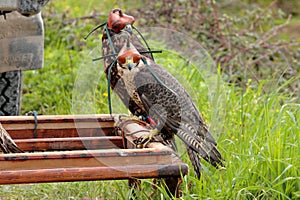 Falcon breeding falcons photo