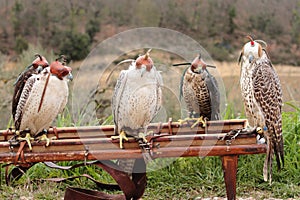 Falcon breeding falcons photo