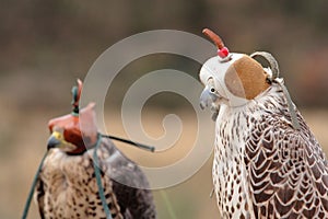 Falcon breeding falcons photo