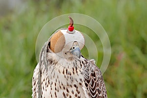 Falcon breeding falcons photo