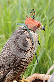 Falcon breeding falcons photo