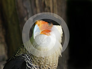 Falcon Cari care or Caracara cheriway close up falconiadae bird