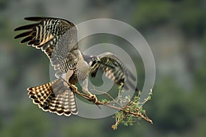 falcon carrying branch to nest in flight