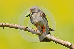 Falcon with catch locust grasshopper. Red-footed Falcon, Falco vespertinus, bird sitting on branch with clear green background, in