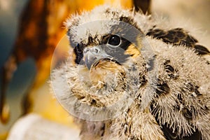 Falcon chick  portrait