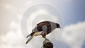 falcon climbed to the tip of a belfry in spain, is ready to jump