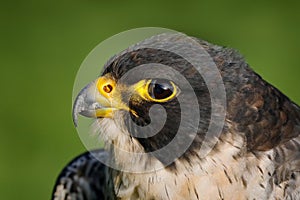 Falcon, close-up head portrait. Peregrine Falcon, bird of prey sitting on the stone in the rock, detail portrait in the nature