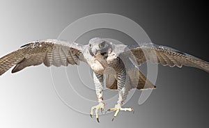 Falcon coming in fast, intent on prey