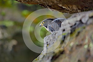 Falcon in the Czech mountain Ceske Svycarsko National Park. Bird of prey sitting on rocky ledge. Wildlife scene with stone. Peregr