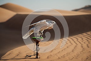 Falcon in desert