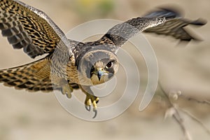 falcon diving at high speed towards ground