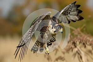 falcon diving at high speed towards ground