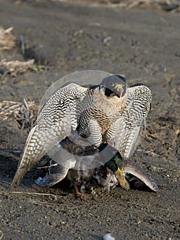 Falcon and a duck