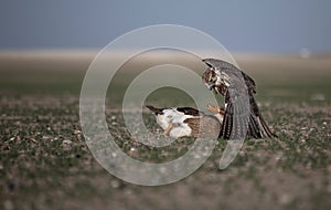 Falcon Duck Attack Desert Nature Wild Life Animal Instinct