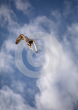 Falcon Duck Attack Desert Nature Wild Life Animal Instinct photo