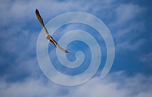 Falcon Duck Attack Desert Nature Wild Life Animal Instinct photo