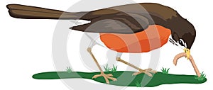 falcon eat hunt bird vector illustration transparent background