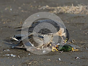 Falcon eating a duck