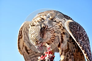 A falcon eating a piece of meat from a gloved hand