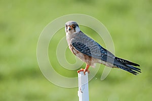 Falcon Falco subbuteo on a soft green background
