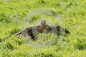 Falcon feeding on prey  - mantling / mantle