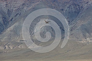 Falcon flies in the sky over steppes of Mongolia. Altai