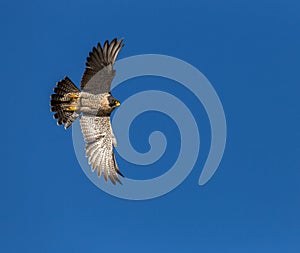 Falcon in Flight