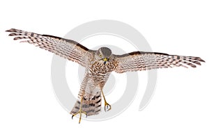 Falcon in flight isolated
