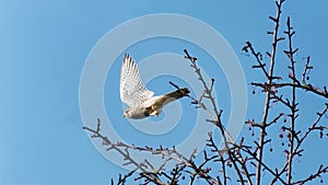 A falcon in flight over a tree