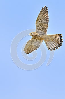 Falcon fly