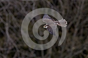 Falcon flyght. Gyrfalcon, Falco rusticolus, bird of prey fly. Flying rare bird with white head. Forest in cold winter, animal in