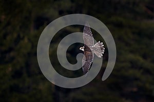 Falcon flyght. Gyrfalcon, Falco rusticolus, bird of prey fly. Flying rare bird with white head. Forest in cold winter, animal in