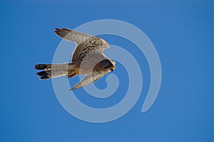 Falcon flying