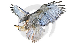 Falcon flying hand draw on white background