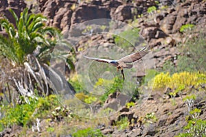 Falcon in free flight at Palmitos Park Maspalomas, Gran Canaria, Spain