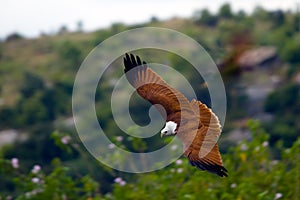 Falcon gliding near a hill