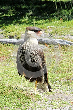 Falcon on the grass