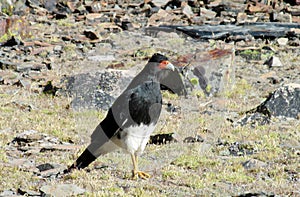 Falcon on the ground