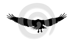 Falcon, hawk, eagle or orel black silhouette isolated on white background. A large predator soar in the air. Vector illustration