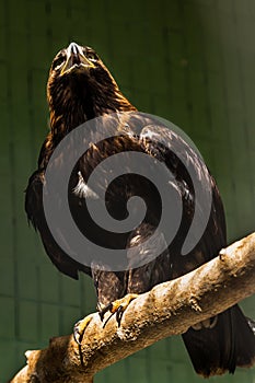 Falcon hawk sits on a tree