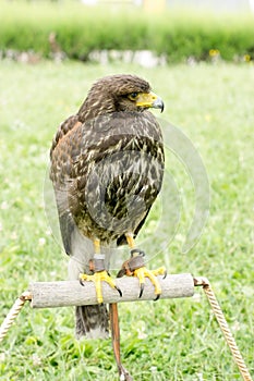 Falcon - hawk is ready for hunting, Lord of the sky, falcon standing and looking